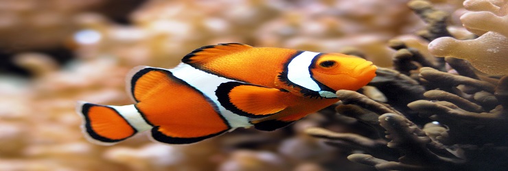 fishes